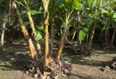 Valuable Land for Sale in Athurugiriya