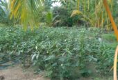 Serene Coconut Estate with Cottage for Sale in Karuwalagaswewa
