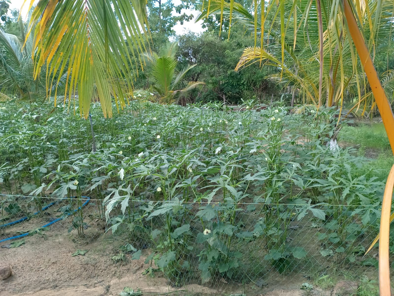 Serene Coconut Estate with Cottage for Sale in Karuwalagaswewa