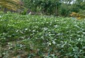 Serene Coconut Estate with Cottage for Sale in Karuwalagaswewa