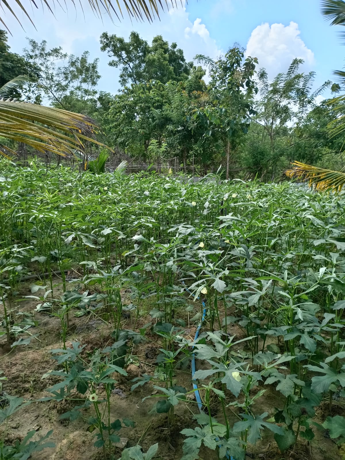 Serene Coconut Estate with Cottage for Sale in Karuwalagaswewa