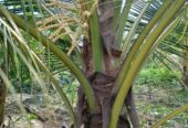 Serene Coconut Estate with Cottage for Sale in Karuwalagaswewa