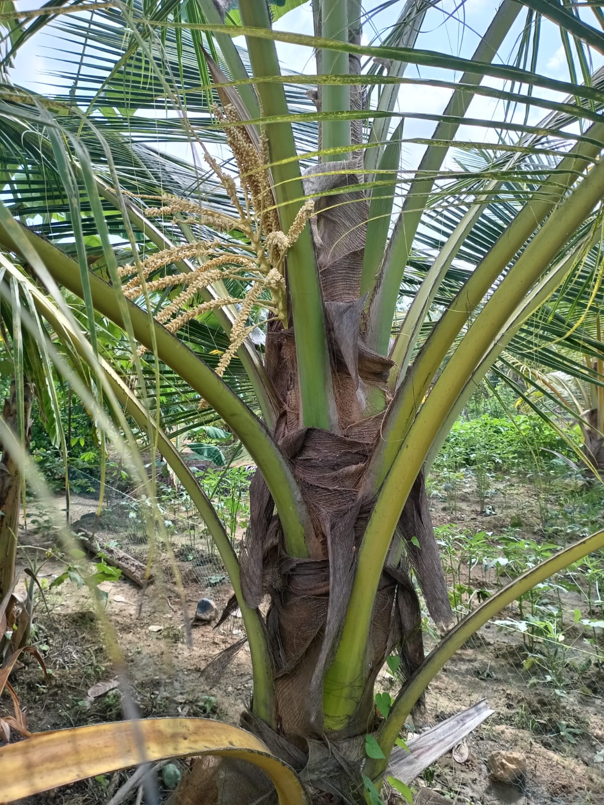 Serene Coconut Estate with Cottage for Sale in Karuwalagaswewa