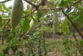 Serene Coconut Estate with Cottage for Sale in Karuwalagaswewa
