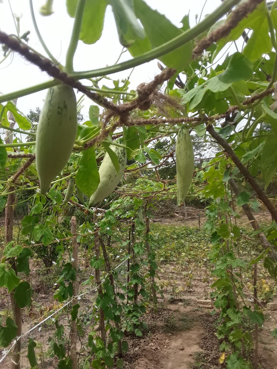 Serene Coconut Estate with Cottage for Sale in Karuwalagaswewa