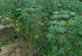 Serene Coconut Estate with Cottage for Sale in Karuwalagaswewa