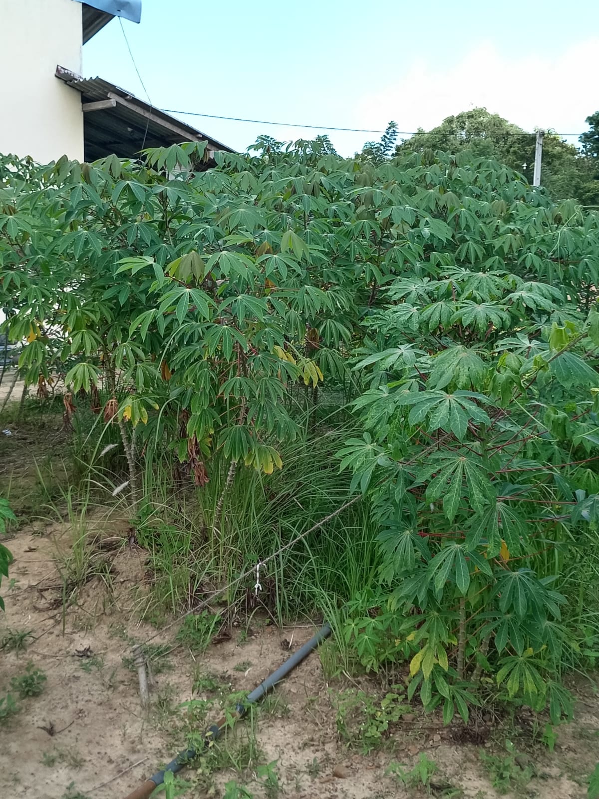 Serene Coconut Estate with Cottage for Sale in Karuwalagaswewa