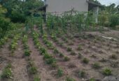 Serene Coconut Estate with Cottage for Sale in Karuwalagaswewa