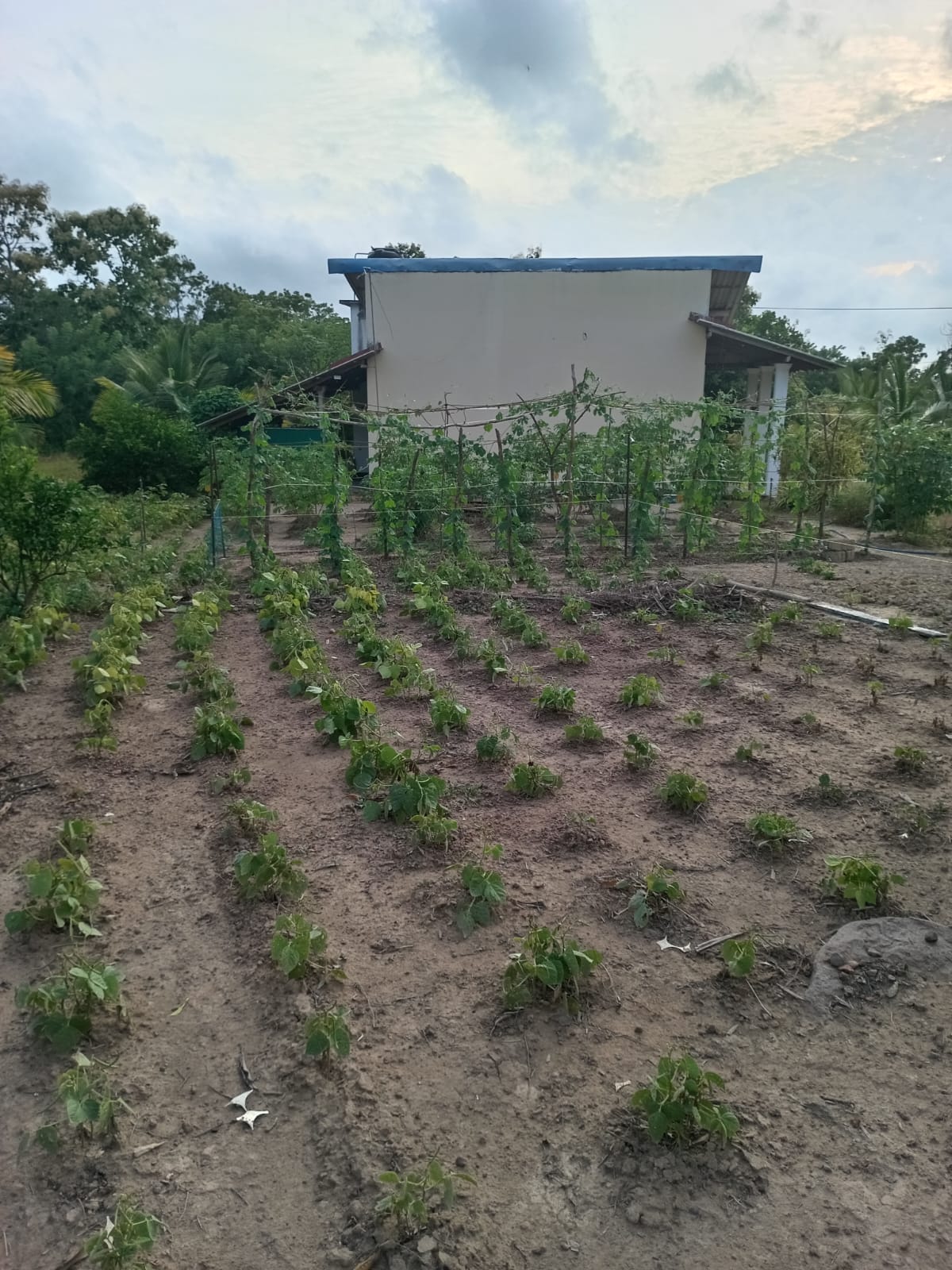 Serene Coconut Estate with Cottage for Sale in Karuwalagaswewa