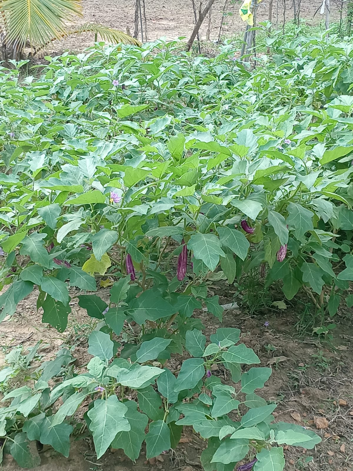 Serene Coconut Estate with Cottage for Sale in Karuwalagaswewa