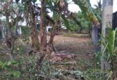 Land for Sale – වටිනා ඉඩමක් විකිණීමට Galle