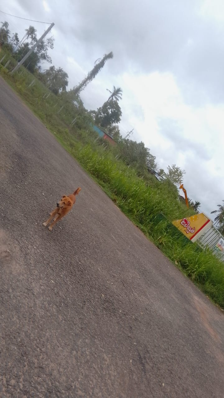 කුලියාපිටිය ඉඩමක් විකිණිම