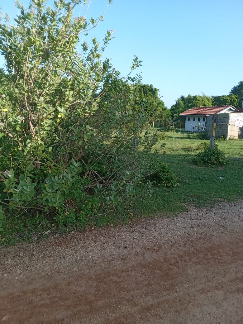 Sea view Cabana for Sale in Kuchchaveli beach