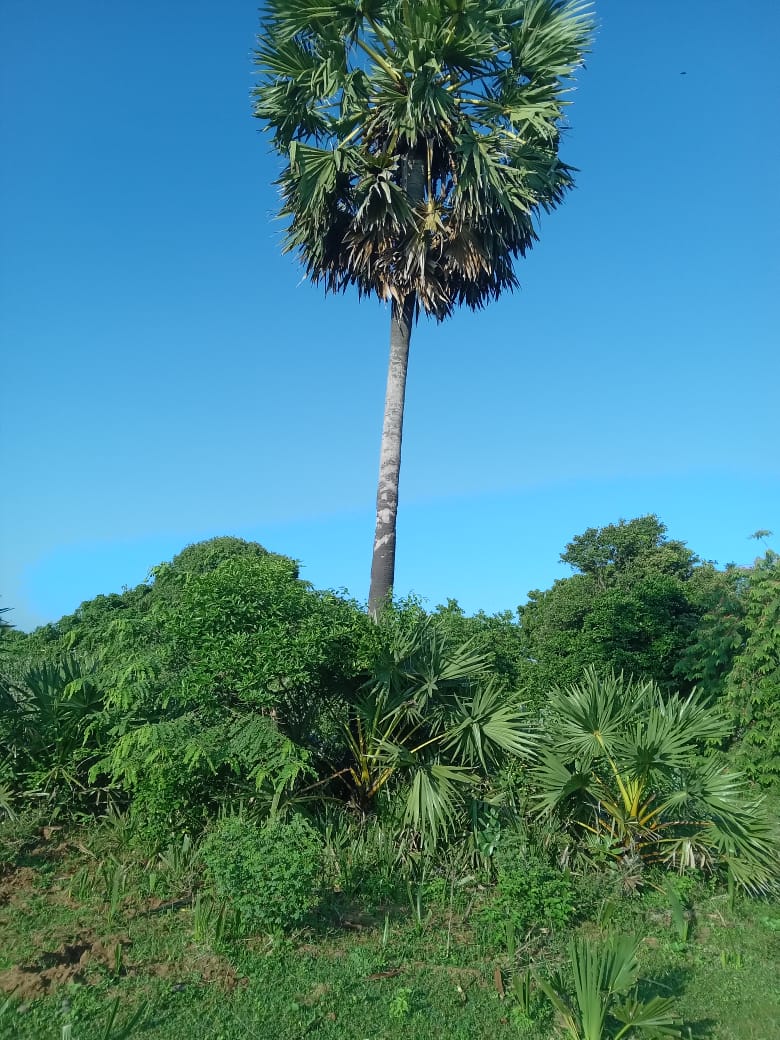 Sea view Cabana for Sale in Kuchchaveli beach