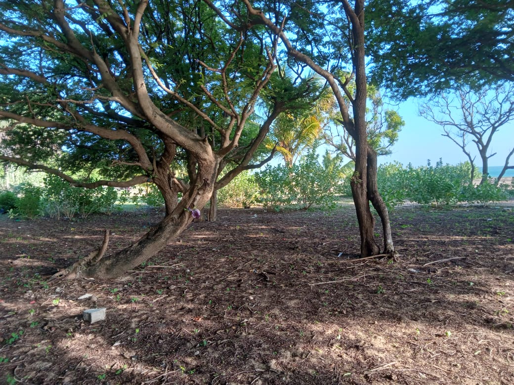 Sea view Cabana for Sale in Kuchchaveli beach