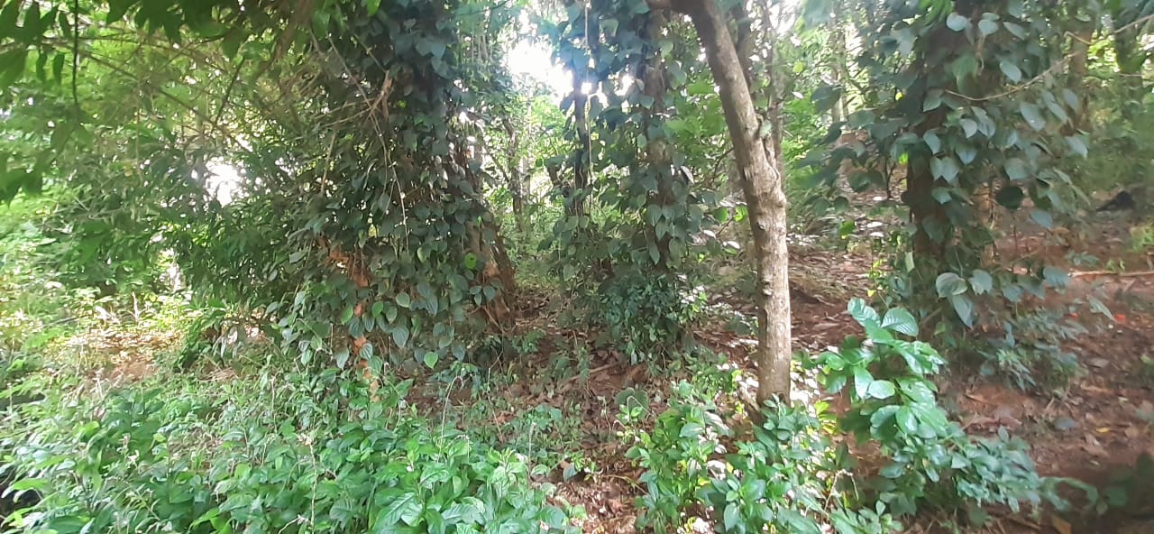 Land For Sale In Kandy City