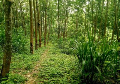 6.2 Acres Rubber Land for Sale – Mawanella (Near Uthuwankanda)