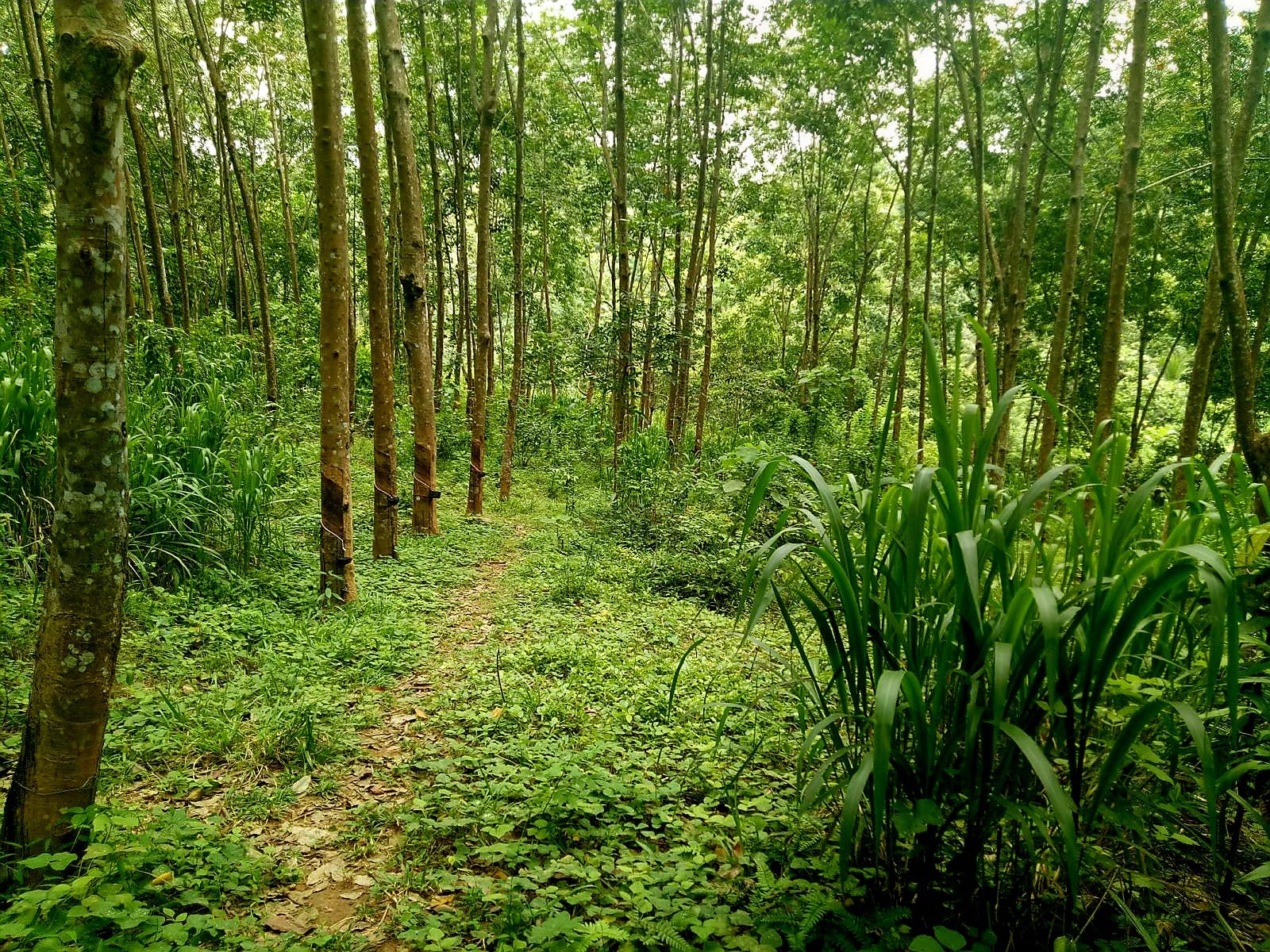 6.2 Acres Rubber Land for Sale – Mawanella (Near Uthuwankanda)