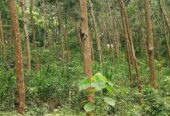 6.2 Acres Rubber Land for Sale – Mawanella (Near Uthuwankanda)