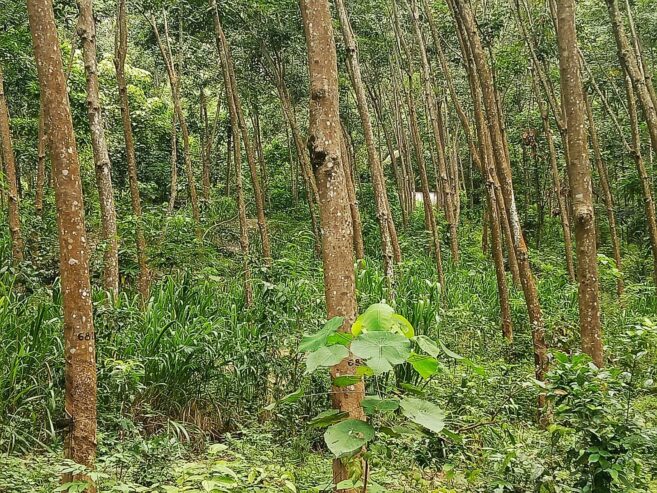 6.2 Acres Rubber Land for Sale – Mawanella (Near Uthuwankanda)