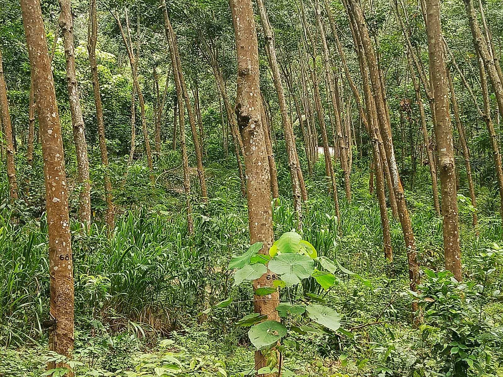 6.2 Acres Rubber Land for Sale – Mawanella (Near Uthuwankanda)