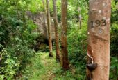 6.2 Acres Rubber Land for Sale – Mawanella (Near Uthuwankanda)
