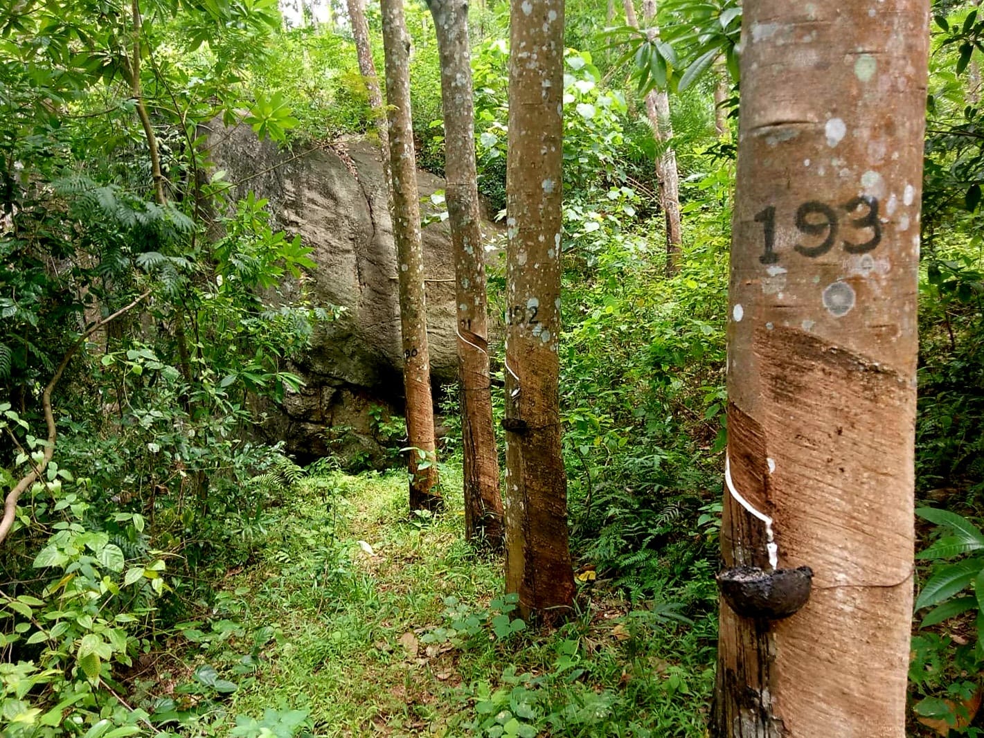 6.2 Acres Rubber Land for Sale – Mawanella (Near Uthuwankanda)