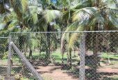Coconut Land for Sale Thibbatugoda