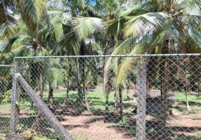 Coconut Land for Sale Thibbatugoda