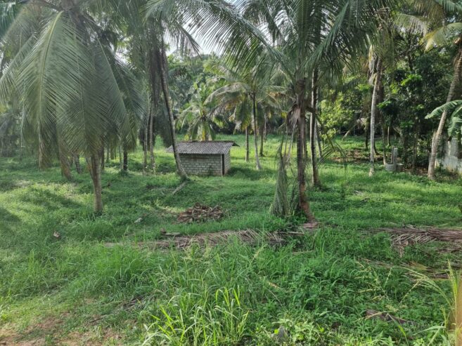 Coconut Land for Sale Thibbatugoda