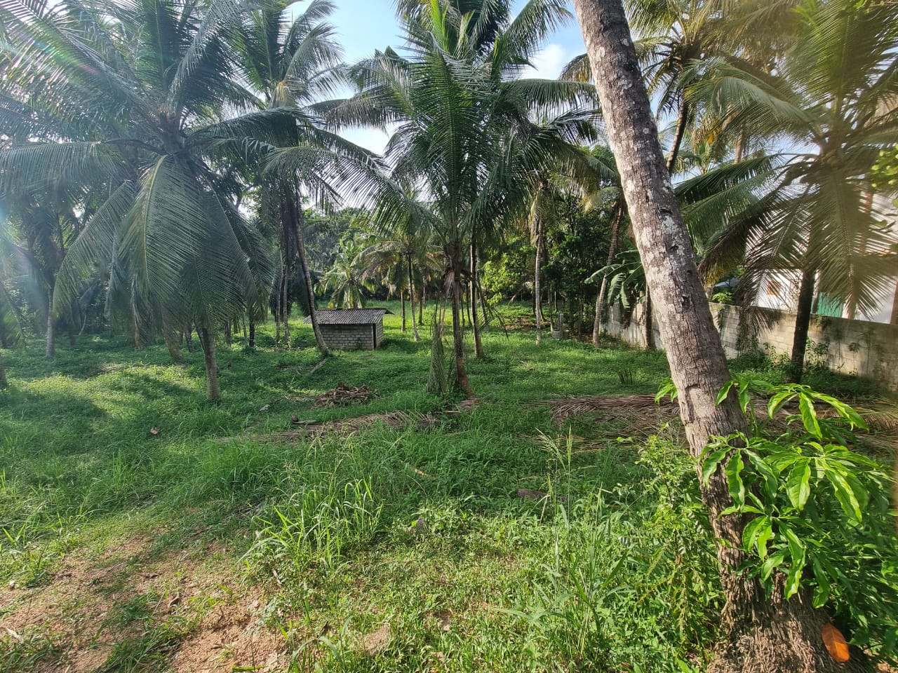 Coconut Land for Sale Thibbatugoda