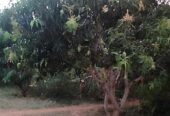 Land with House for Sale in Buttala