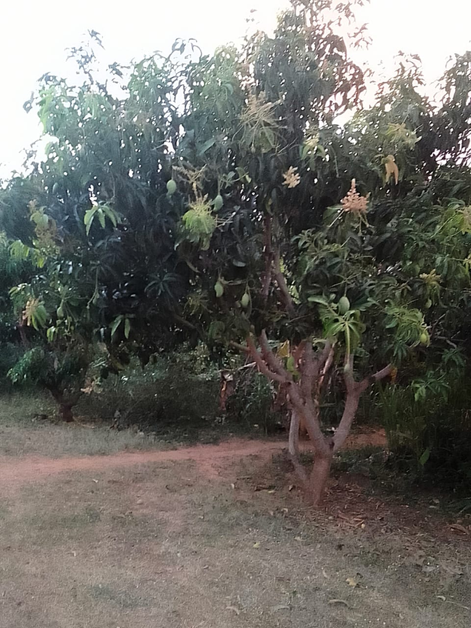 Land with House for Sale in Buttala