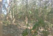 Land for Sale Suriyawawa