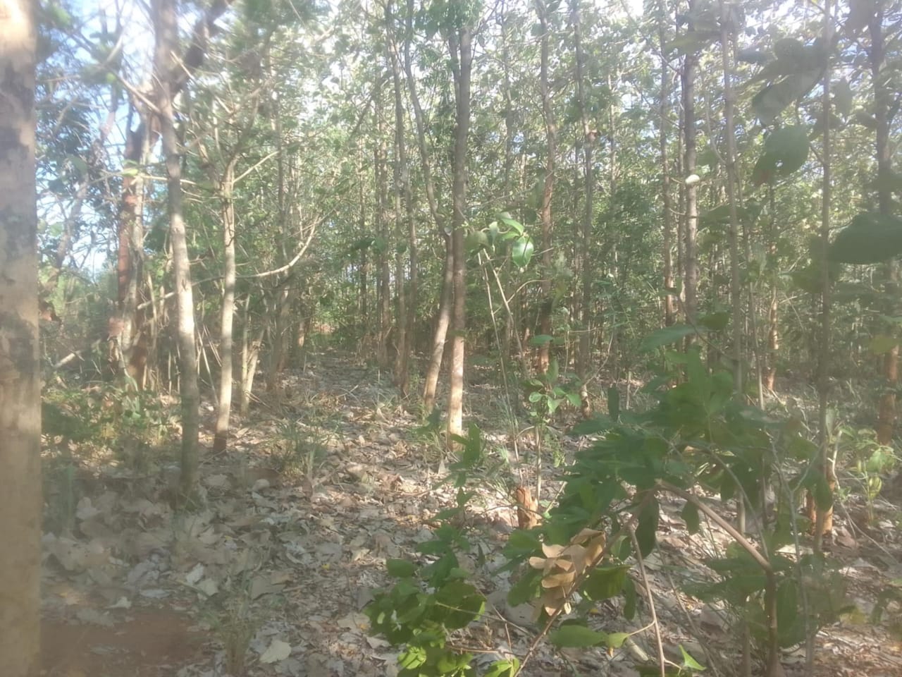 Land for Sale Suriyawawa