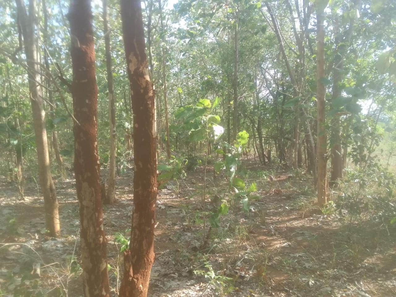 Land for Sale Suriyawawa