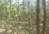 Land for Sale Suriyawawa