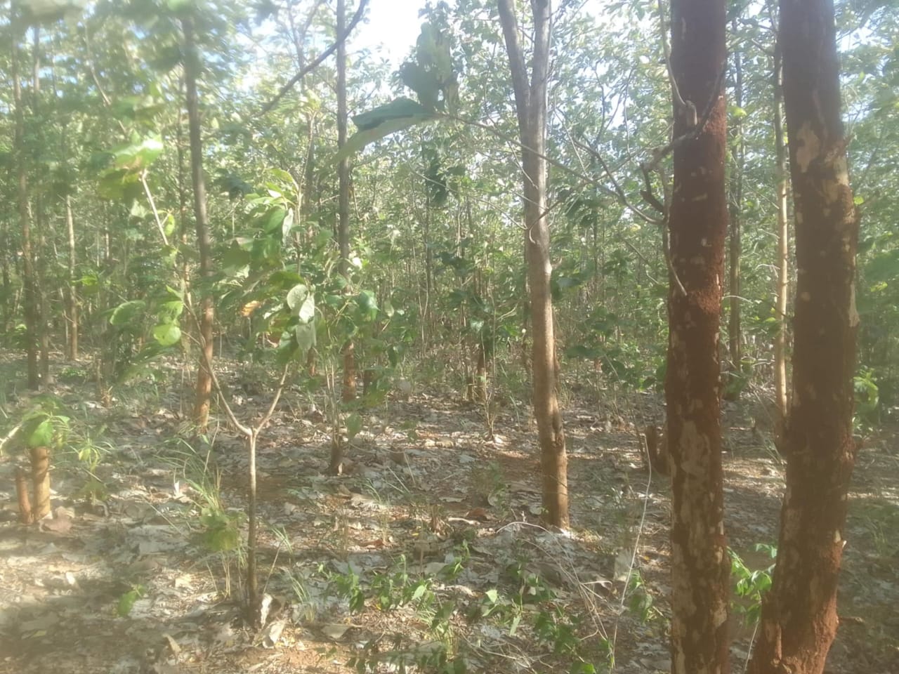 Land for Sale Suriyawawa
