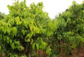 Cinnamon Estate with 20kW Solar Plant For Sale in Galle