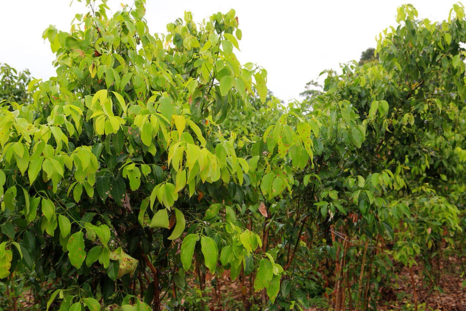 Cinnamon Estate with 20kW Solar Plant For Sale in Galle