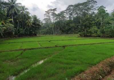 Cinnamon Estate with 20kW Solar Plant For Sale in Galle