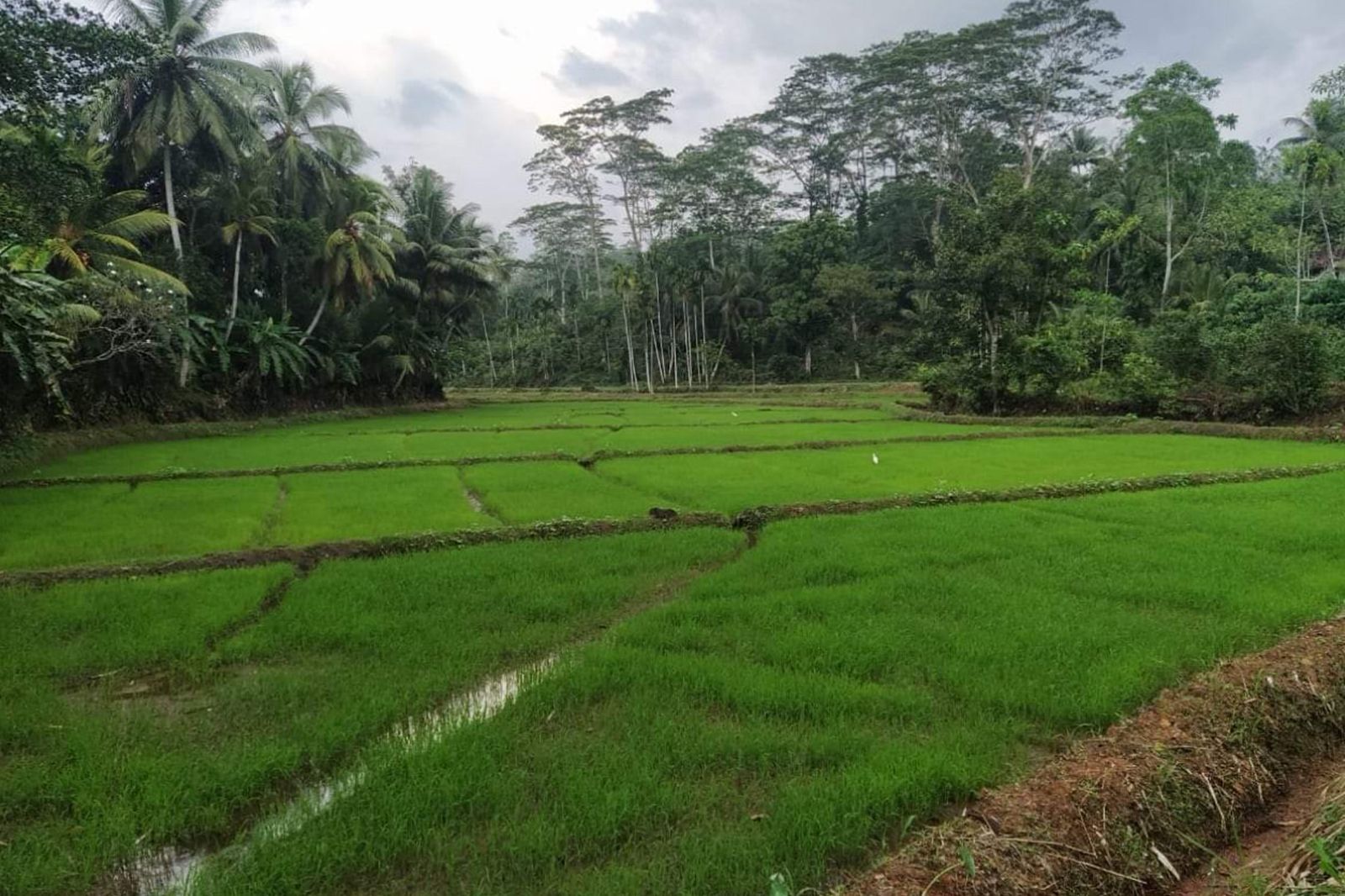 Cinnamon Estate with 20kW Solar Plant For Sale in Galle