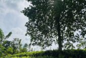 Tea Land for Sale Galle