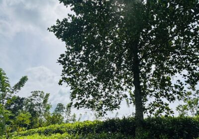 Tea Land for Sale Galle