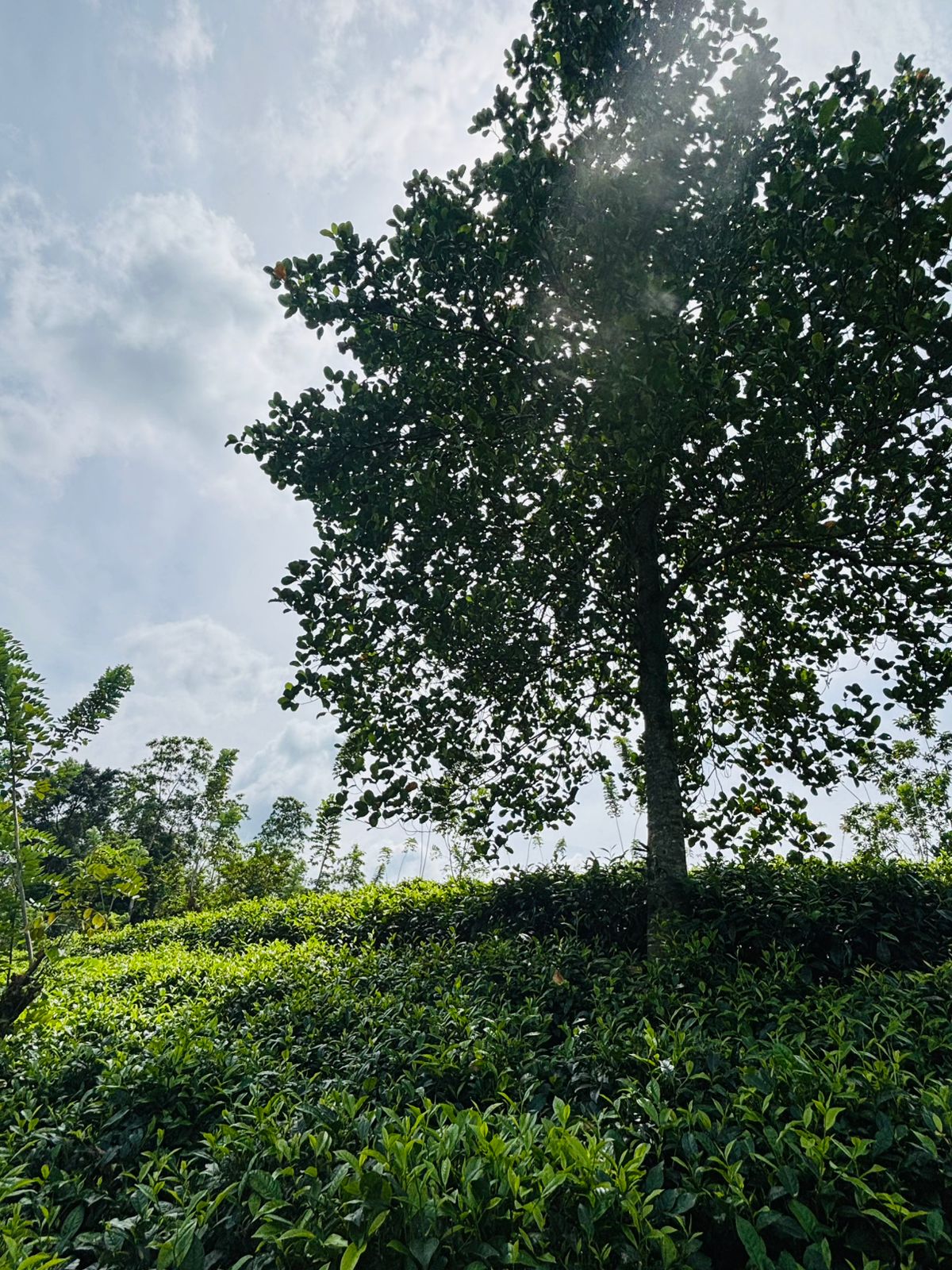 Tea Land for Sale Galle