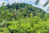 Tea Land for Sale Galle