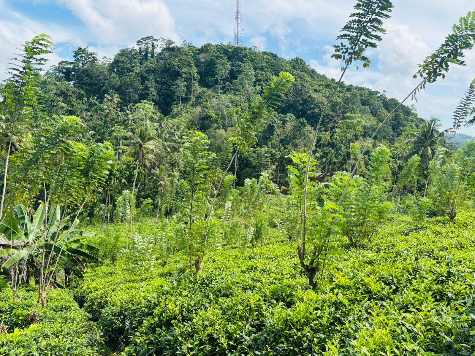 Tea Land for Sale Galle