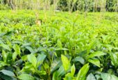 Tea Land for Sale Galle