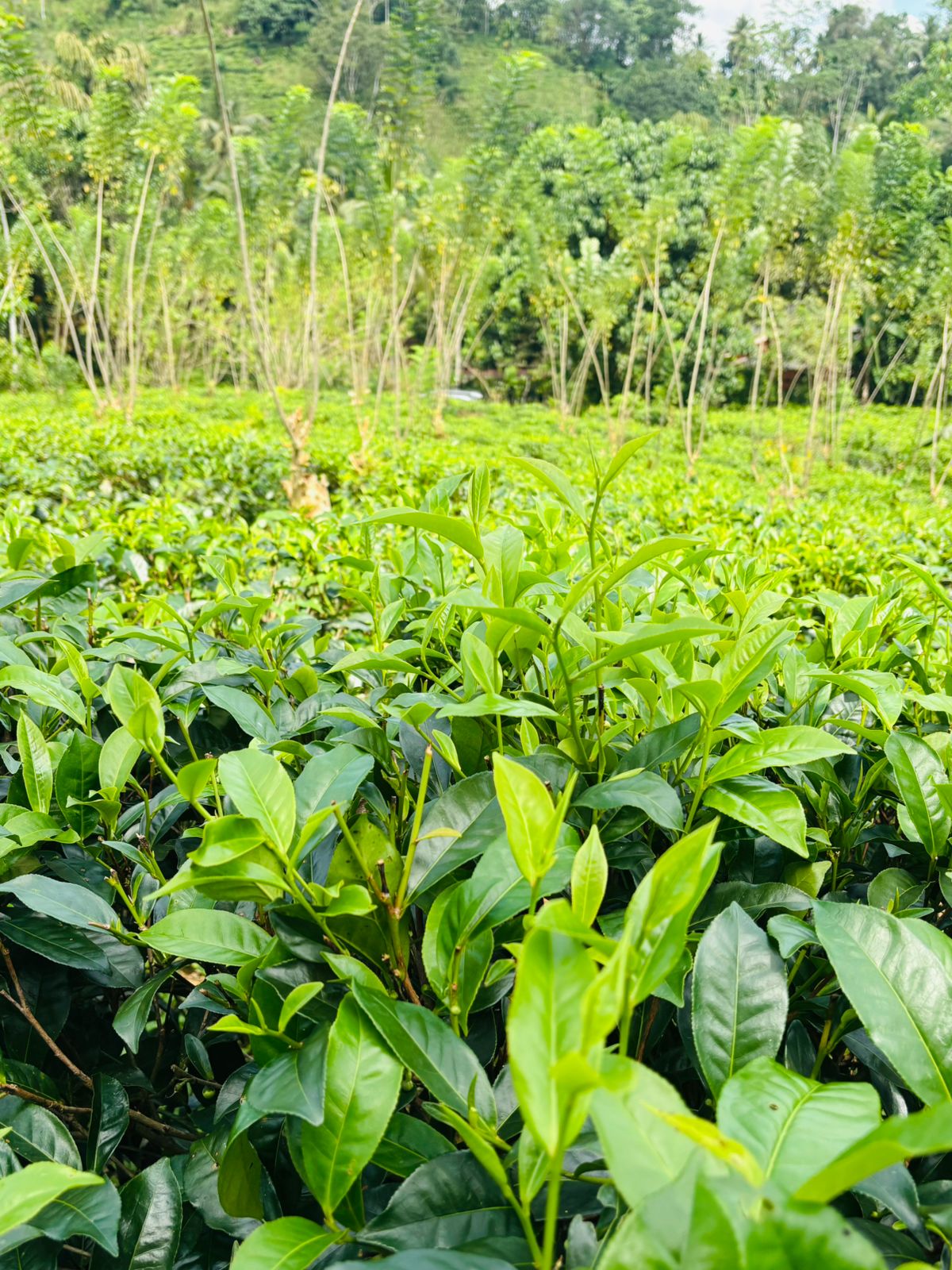 Tea Land for Sale Galle