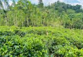 Tea Land for Sale Galle